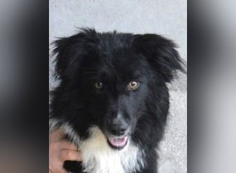 Balveer - Kluger Kopf mit viel Power