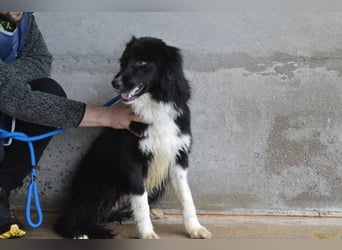 Balveer - Kluger Kopf mit viel Power