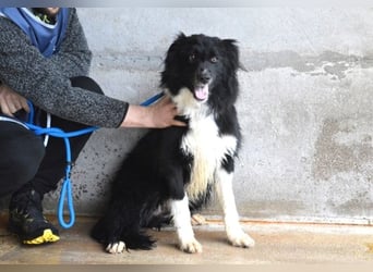 Balveer - Kluger Kopf mit viel Power