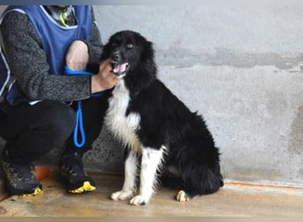 Balveer - Kluger Kopf mit viel Power