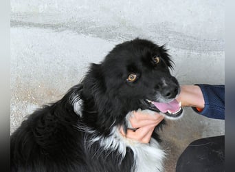 Balveer - Kluger Kopf mit viel Power