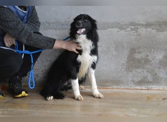 Balveer - Kluger Kopf mit viel Power