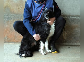 Balveer - Kluger Kopf mit viel Power