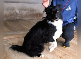 Balveer - Kluger Kopf mit viel Power