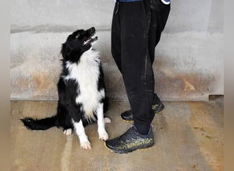 Balveer - Kluger Kopf mit viel Power