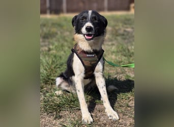 ❤️ Bruno, pure Freude auf 4 Pfoten ❤️