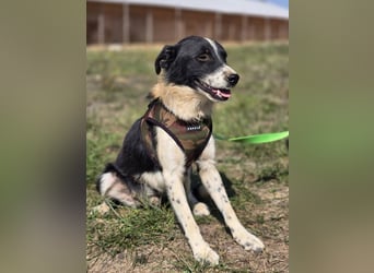 ❤️ Bruno, pure Freude auf 4 Pfoten ❤️