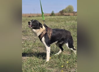 ❤️ Bruno, pure Freude auf 4 Pfoten ❤️