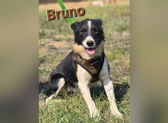❤️ Bruno, pure Freude auf 4 Pfoten ❤️