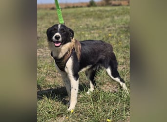 ❤️ Bruno, pure Freude auf 4 Pfoten ❤️