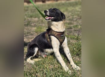 ❤️ Bruno, pure Freude auf 4 Pfoten ❤️