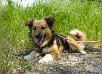 Sensible Nika sucht erfahrene Familie