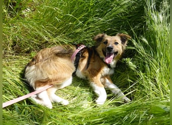Sensible Nika sucht erfahrene Familie