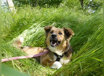 Sensible Nika sucht erfahrene Familie