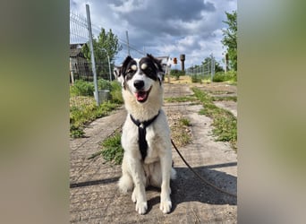 Sanfte Mira sucht ihre Familie