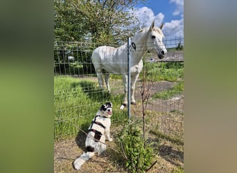 Sanfte Mira sucht ihre Familie