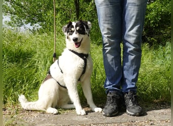 Sanfte Mira sucht ihre Familie