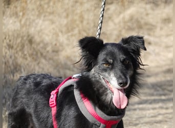 Hübsche Berta sucht ihre Menschen