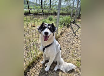 Sanfte Mira sucht ihre Familie