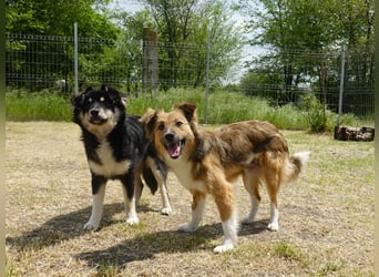 Sensible Nika sucht erfahrene Familie