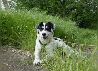 Sanfte Mira sucht ihre Familie