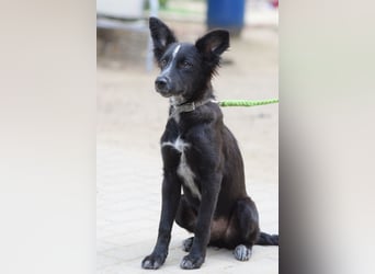 Freja - offene, freundliche, verspielte Junghündin