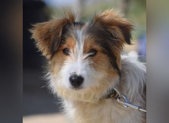 Nancy - aufgeschlossene, freundliche, verschmuste und verspielte junge Hündin