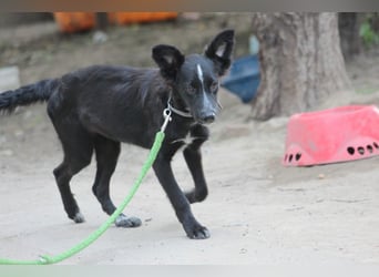 Freja - offene, freundliche, verspielte Junghündin