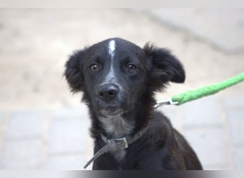 Freja - offene, freundliche, verspielte Junghündin