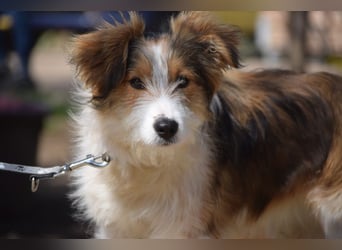 Nancy - aufgeschlossene, freundliche, verschmuste und verspielte junge Hündin