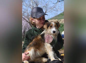 Nancy - eine nette, aufgeschlossene, verschmuste, liebe junge HÜndin