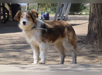 Nancy - eine nette, aufgeschlossene, verschmuste, liebe junge HÜndin