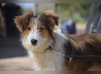 Nancy - eine nette, aufgeschlossene, verschmuste, liebe junge HÜndin