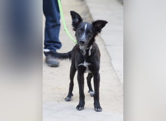 Freja - offene, freundliche, verspielte Junghündin