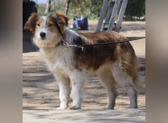 Nancy - aufgeschlossene, freundliche, verschmuste und verspielte junge Hündin