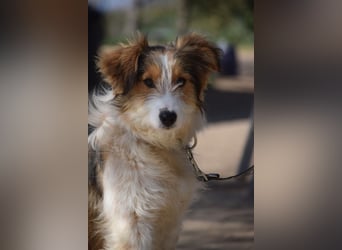 Nancy - eine nette, aufgeschlossene, verschmuste, liebe junge HÜndin