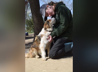 Nancy - aufgeschlossene, freundliche, verschmuste und verspielte junge Hündin