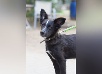 Freja - offene, freundliche, verspielte Junghündin