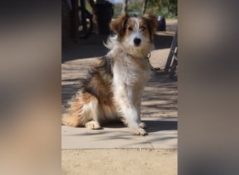 Nancy - aufgeschlossene, freundliche, verschmuste und verspielte junge Hündin