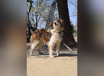 Nancy - eine nette, aufgeschlossene, verschmuste, liebe junge HÜndin