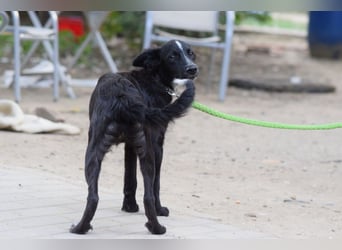 Freja - offene, freundliche, verspielte Junghündin
