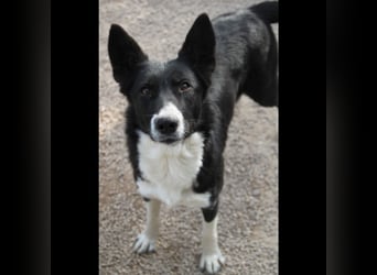 liebe Border Collie Mischlings-Hündin Naomi sucht ein Zuhause