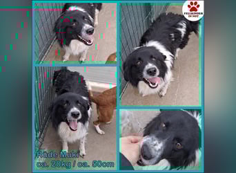 Muki lieber Border Collie Mischling Rüde sucht Zuhause oder Pflegestelle