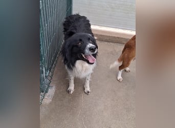 Muki lieber Border Collie Mischling Rüde sucht Zuhause oder Pflegestelle