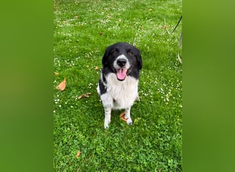 Border Collie Mischling Muki sucht seine Familie