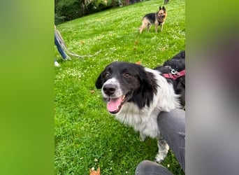 Border Collie Mischling Muki sucht seine Familie