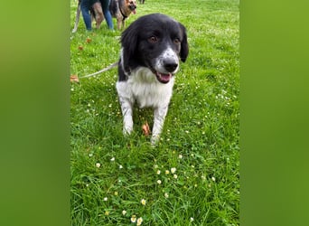 Border Collie Mischling Muki sucht seine Familie