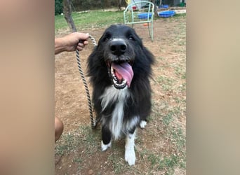 bildhübsche Border-Collie Mischlings-Hündin Maza sucht ihre Familie
