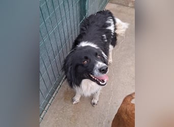 Muki lieber Border Collie Mischling Rüde sucht Zuhause oder Pflegestelle