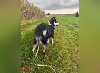 hübscher Border Collie Mischlings-Rüde Cuby sucht ein Zuhause, Hütehund hübscher Border Collie Mischlings-Rüde Cuby sucht ein Zuhause, Hütehund